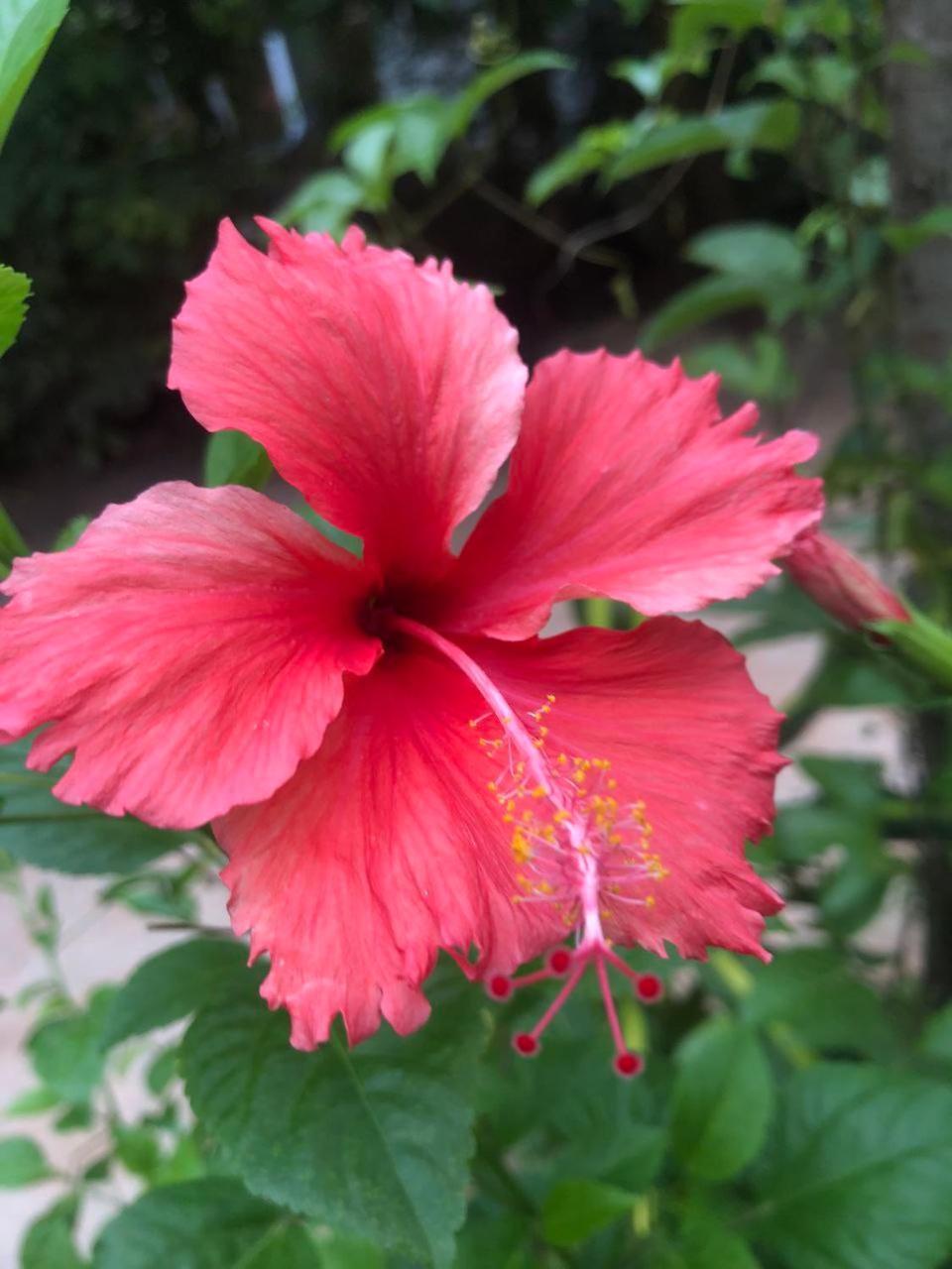 Sok Phen Homestay 시엠리아프 외부 사진